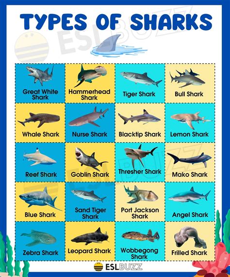 Sharks .